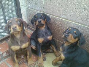 DobermanPinscherPuppiesinVANNUYSCA